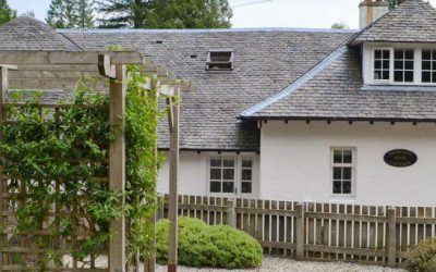 COVID-19